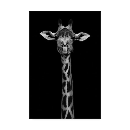 Wildphotoart 'Giraffe Portrait On Black' Canvas Art,22x32